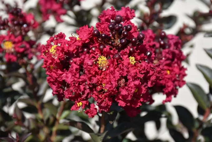 Lagerstroemia indica Double Feature Pot C7.5L ** rouge **