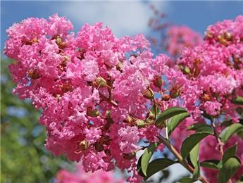 Lagerstroemia indica Jacqueline Desmartis Pot C7.5L ** rose **