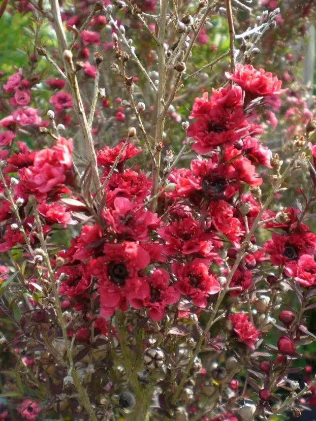 LEPTOSPERMUM scoparium Crimson glory Pot C4Litres