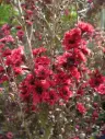 LEPTOSPERMUM scoparium Crimson glory Pot C4Litres