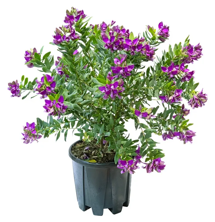 Polygala Myrtifolia Pot P25