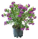 Polygala Myrtifolia Pot P25