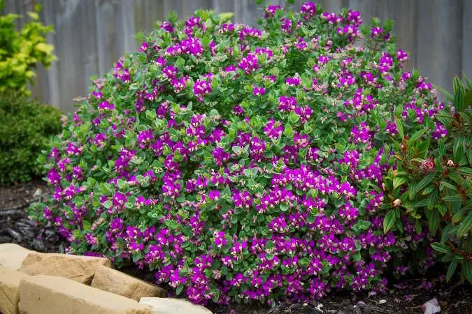 Polygala oppositifolia Bibi Lilas Pot P17cm