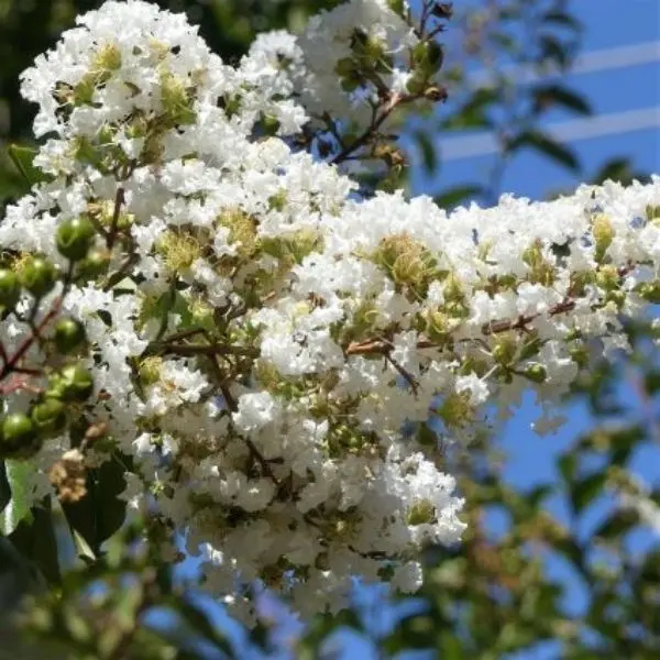 Lagerstroemia indica Nivea 100 125 Buisson Pot C10Litres - Lilas des Indes.