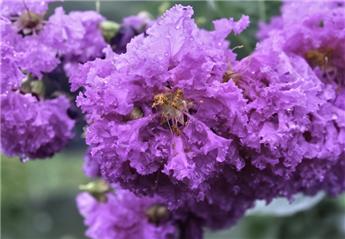 Lagerstroemia indica Superviolacea 100 125 Buisson Pot C10Litres - Lilas des Indes.