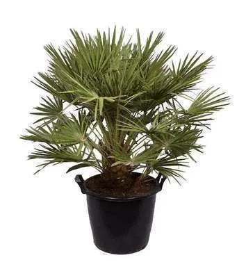 [130198] Chamaerops humilis Compacta 80 100 cm Pot C35 ou Trachycarpus  ** Palmier **
