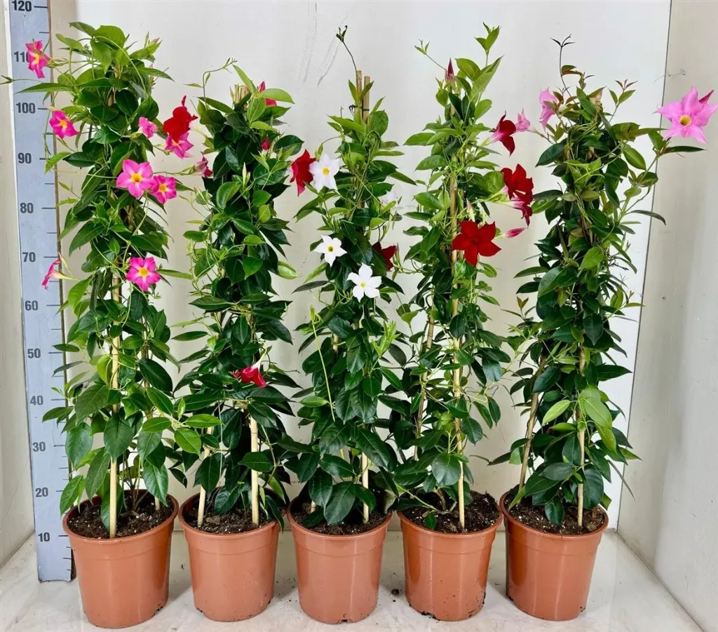 Mandevilla variés Pyramide Pot P22 cm