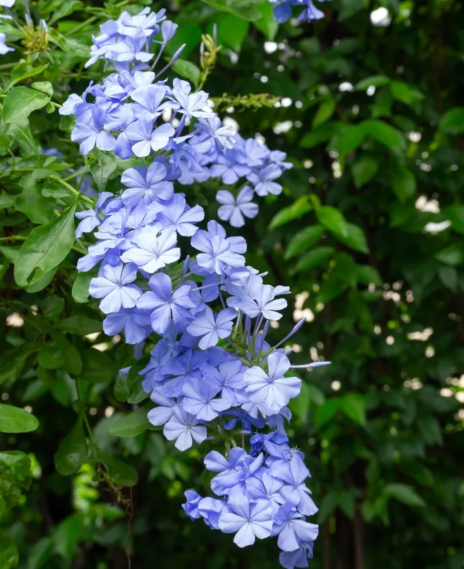 [109176] Plumbago capensis Blue Pot C3Litres