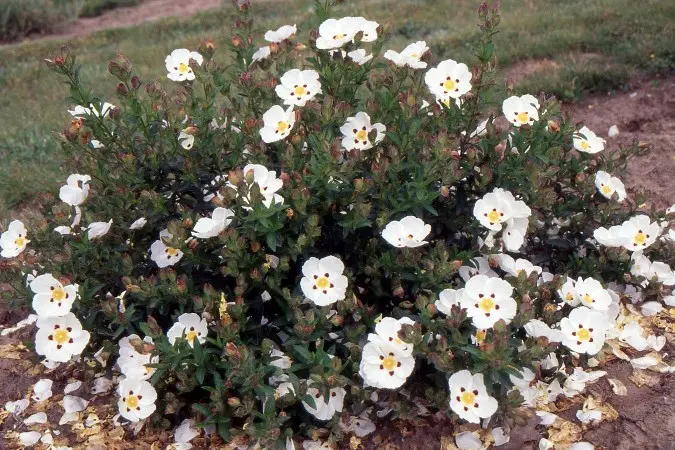 Cistus danseraui Decumbes Pot C7.5litres