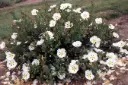 Cistus danseraui Decumbes Pot C7.5litres