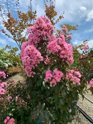 [137309] Lagerstroemia indica Petite Pink Pot C5L - Lilas des Indes