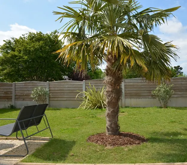[102880] Trachycarpus fortunei (syn. excelsa) Tronc 80 100 cm Pot ** Palmier **