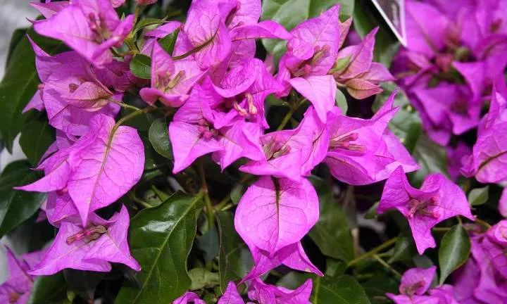 [123105] Bougainvillea