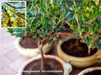 Olea europea Mini Tige 20 cm Pot P15 cm * Olivier