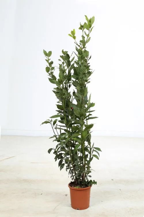 Laurus nobilis 80 100 cm xtra Pot C3L **Laurier Sauce pour la cuisine**