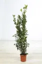 Laurus nobilis 80 100 cm xtra Pot C3L **Laurier Sauce pour la cuisine**