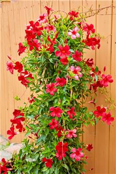 [143235] Mandevilla Sundaville Rouge Summer Star Pyramide 150 180 cm XXL Pot 31 cm