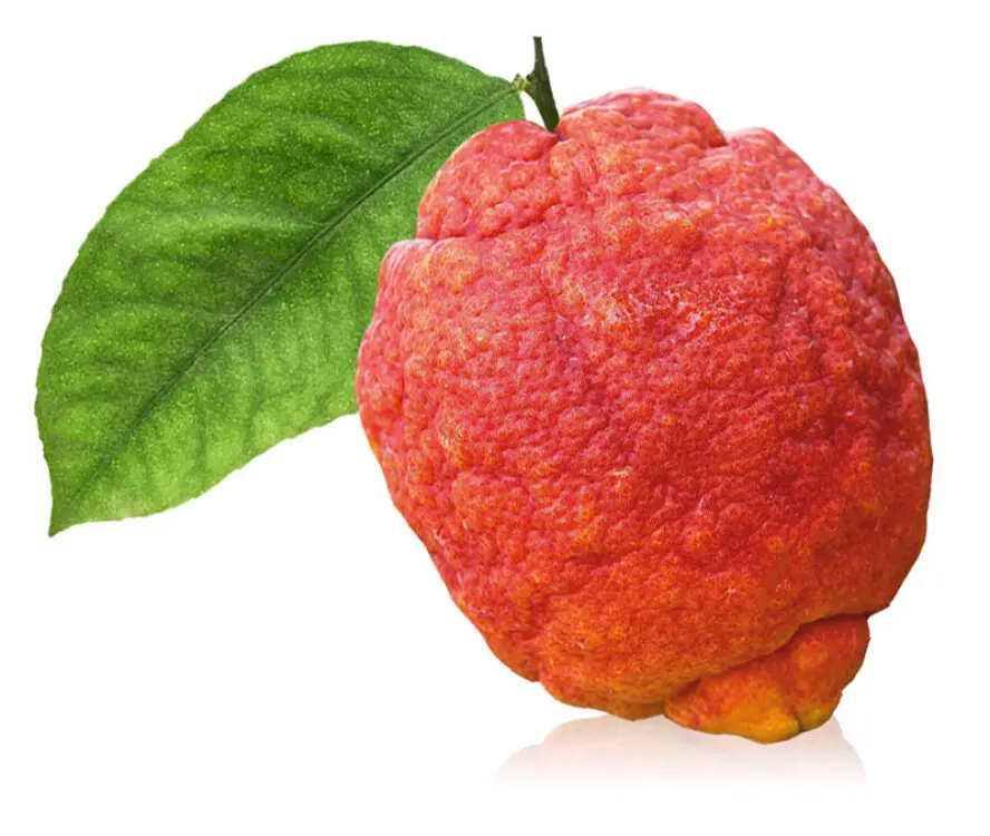 Citrus limon ROUGE Mini Tige Pot P22