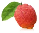 Citrus limon ROUGE Mini Tige Pot P22