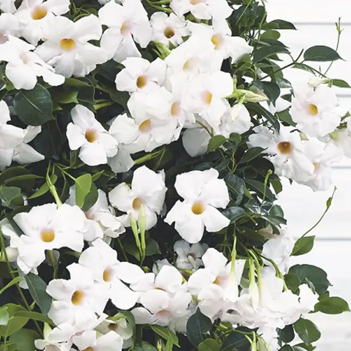 Mandevilla sundaville Blanc Palissé 80 100 Pot P21