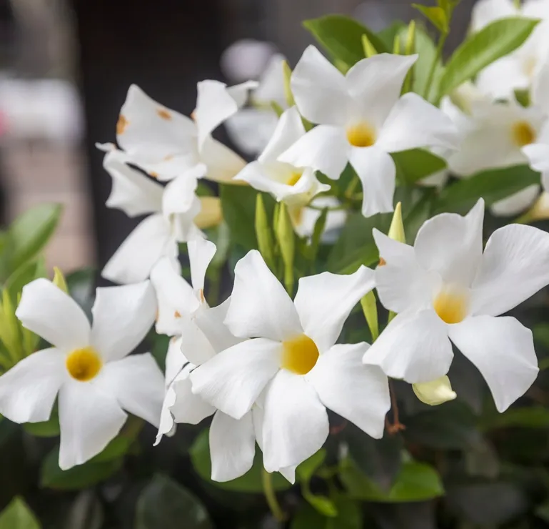 [123499] Mandevilla dipladenia BLANC 60 80 Pot P17