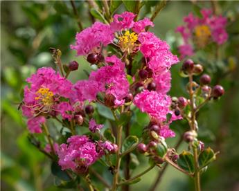 Lagerstroemia indica Bergerac Pot C3L ** rose magenta **