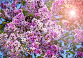 Lagerstroemia indica Sweet Lavander Pot C3L ** rose lavande **
