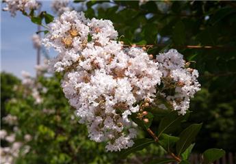 Lagerstroemia indica Terrasse Blanc Pot C3L ** blanc ** Variété compacte. - Lilas des Indes.