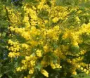 Acacia dealbata Le Gaulois greffé Pot P18 ** Mimosa**