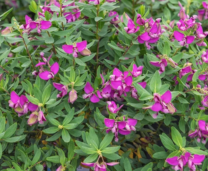 [119192] Polygala myrtifolia Pot P24 - C7L