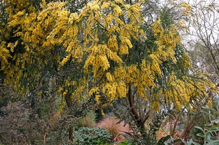 Acacia pravissima Pot C3.6 Litres - Mimosa