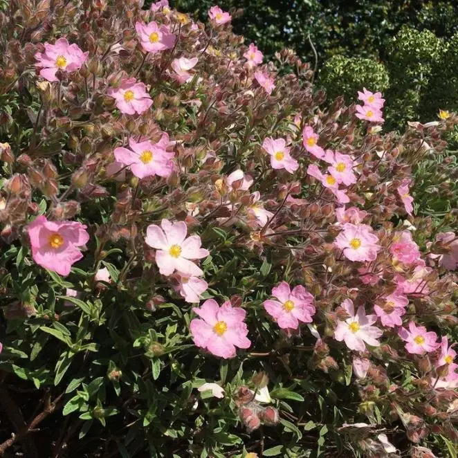 Cistus argenteum Silver Pink Pot C2Litres