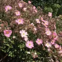 Cistus argenteum Silver Pink Pot C2Litres