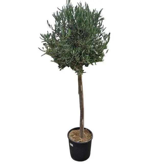 Olea europea Pot P36 Tige 80-100 cm * Olivier