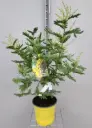 Acacia dealbata Le Gaulois Buisson greffé 60 80 cm P19 ** Mimosa **