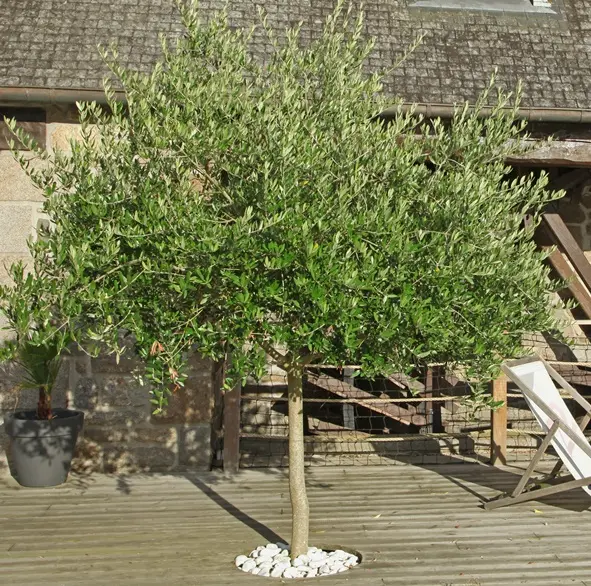 [105289] Olea europea XTRA Demi Tige Fort 10 ans * Olivier