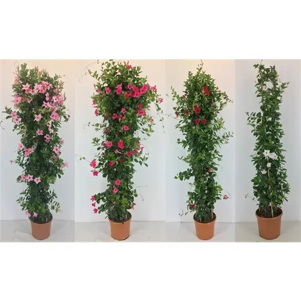 Mandevilla Sundaville Varié Pyramide Ht 180 200cm XXL Pot 31