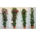 Mandevilla Sundaville Varié Pyramide Ht 180 200cm XXL Pot 31