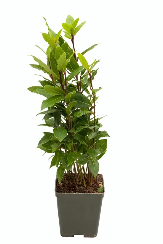 Laurus nobilis touffette Pot ** laurier sauce comestible **
