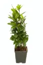 Laurus nobilis touffette Pot ** laurier sauce comestible **