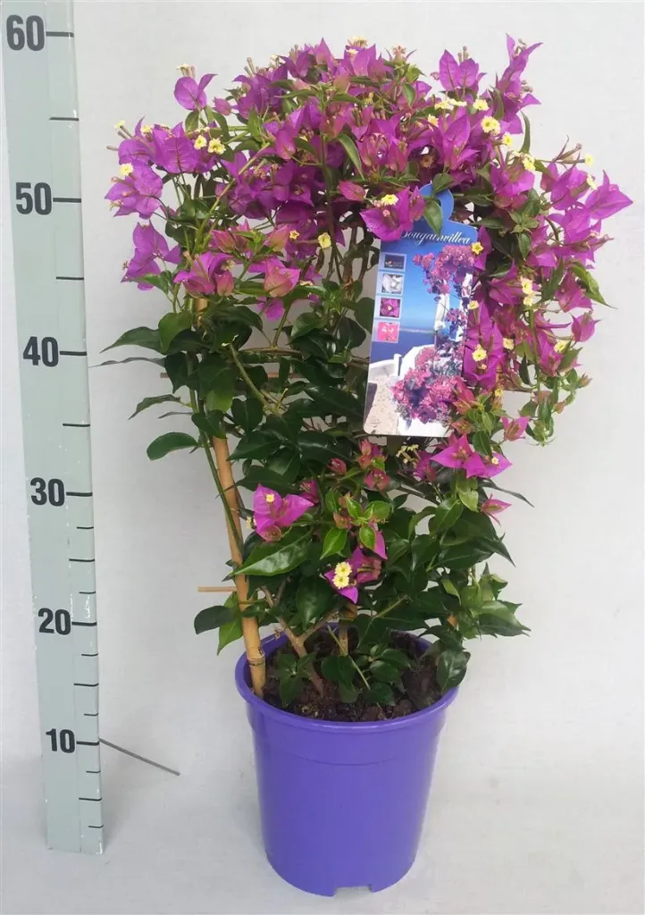 [141551] Bougainvillea Alexandra Mauve 50 70 cm Pot P19