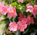 Mandevilla Sundaville Rose 060 080 cm P17 cm