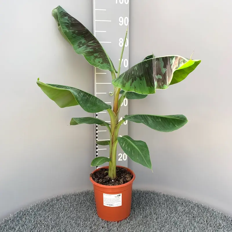 Musa dwarf Cavendish 60 80 cm Pot P17