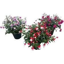[133801] Fuchsia P11-13 - af3