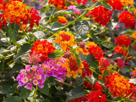 [108743] Lantana variés Pot P10.5 cm