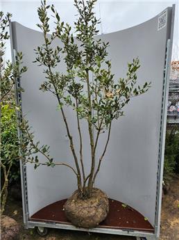 [144213] Quercus ilex 200 250 cm Cepee Multitroncs - *Chêne vert persistant.*