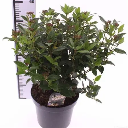 Viburnum tinus Gwenllian Pot 26 cm