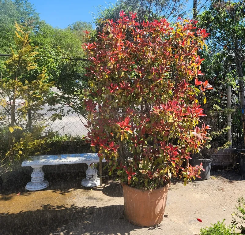 [139258] Photinia fraseri Red Robin Palissé sur cadre L120 / H180 cm XXL Pot C45L