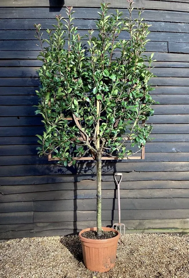 Photinia fraseri Red Robin Demi Tige 100 cm Palissé sur cadre ** RARE **