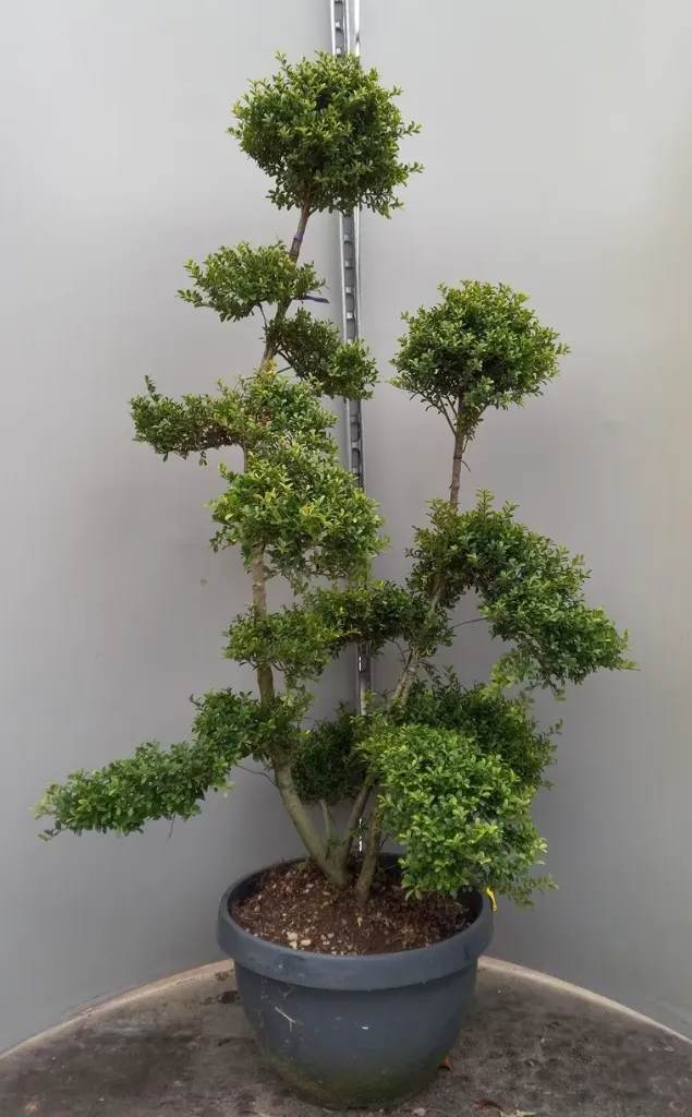 [137677] Ilex crenata Kin Me Bonsaï 100 125 cm Pot C25L